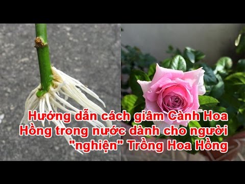 Hướng dẫn cách giâm Cành Hoa Hồng trong nước dành cho người “nghiện” Trồng Hoa Hồng