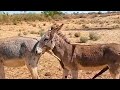 Donkey sounddonkey animals virallover viral