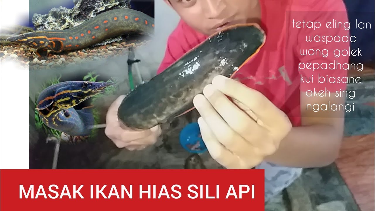 Masak Ikan Hias Sili Api ¦¦ Rasa Ikan Hias Sili Api 