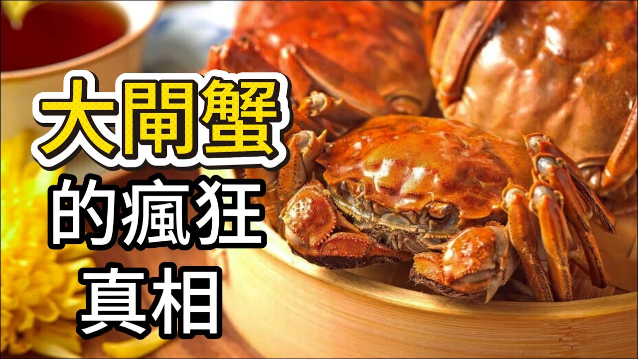 大閘蟹貴得有理？身世大揭秘：出身大海的「淡水蟹」，竟是讓歐美崩潰的百大入侵種！#大閘蟹 #中華絨螯蟹 #秋季美食 #大閘蟹由來 #世界百大入侵物種 #老饕吃法 #科普 #冷知識 #洗澡蟹 #螃蟹料