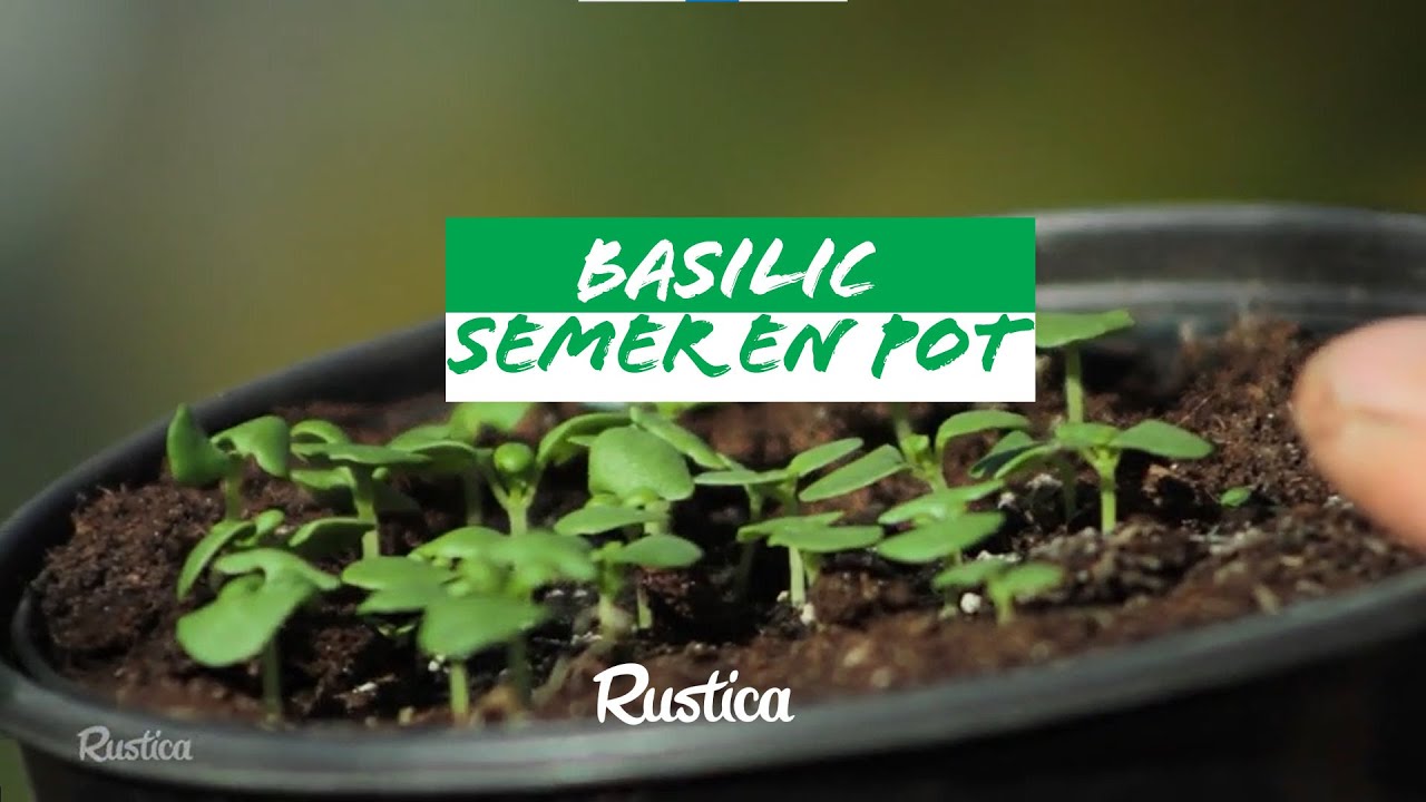 Un potager sur mon balcon : comment semer du basilic en pot 🍃