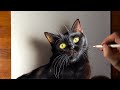 Black cat drawing  time lapse long version