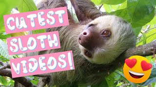 Cutest Sloth Videos Compilation - Cutest Animals Ever