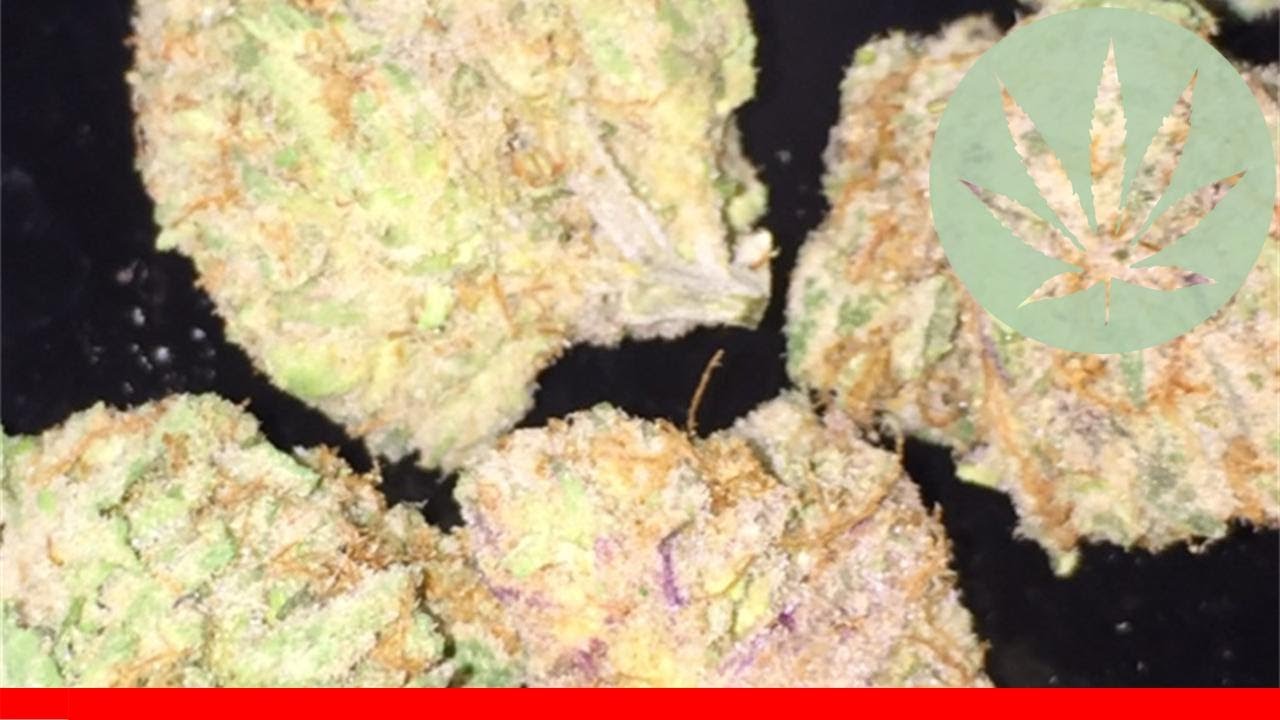 White Urkle - All About This Strain