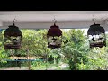Nungguin Suara Tiga Burung Perkutut Mp3 - Mp4 Download