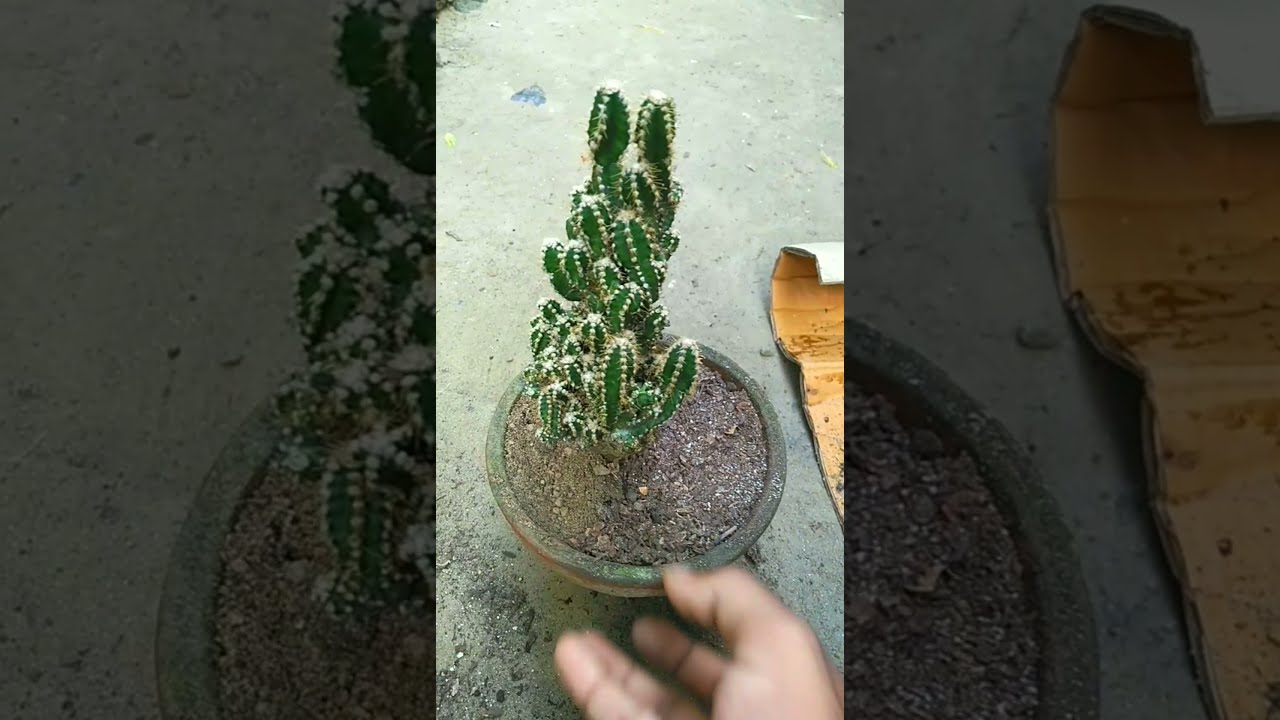 Castle cactus \/ repotting a castle cactus 