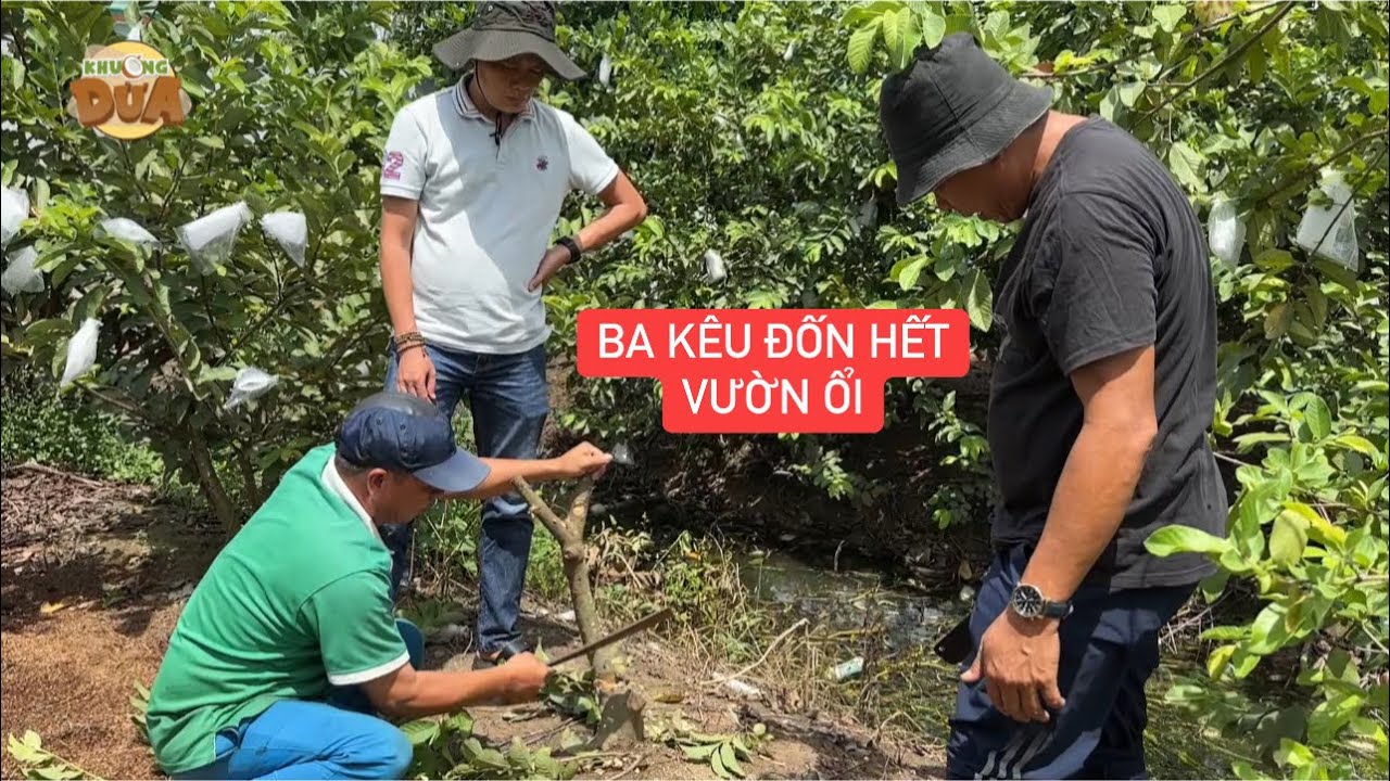 Khương Dừa bị ba vợ đòi nhốt trên nóc nhà vì bày đầu tàn phá vườn ổi trăm tỉ