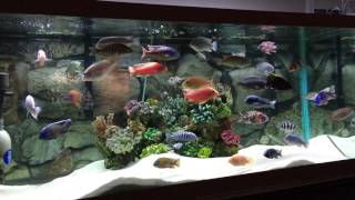 75 gallon tank update 4/23/16