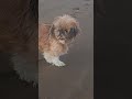 PERRITA DISFRUTA DE PASEO EN LA PLAYA