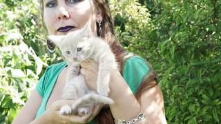 Rosick - Cream tabby kitty boy  HD 1080p