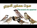 صوت غريب عجيب يجذب لك عصفور الدوري في اي مكان جربت هذا صوت شي عجيب 