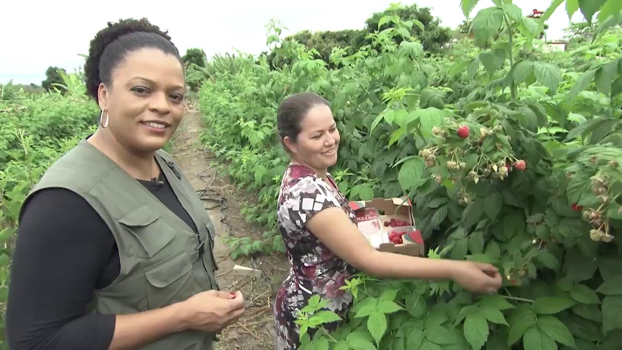 Chapada Diamantina clima favorece plantio de framboesas