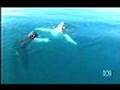 NON LETHAL research for whales - new scientific methods