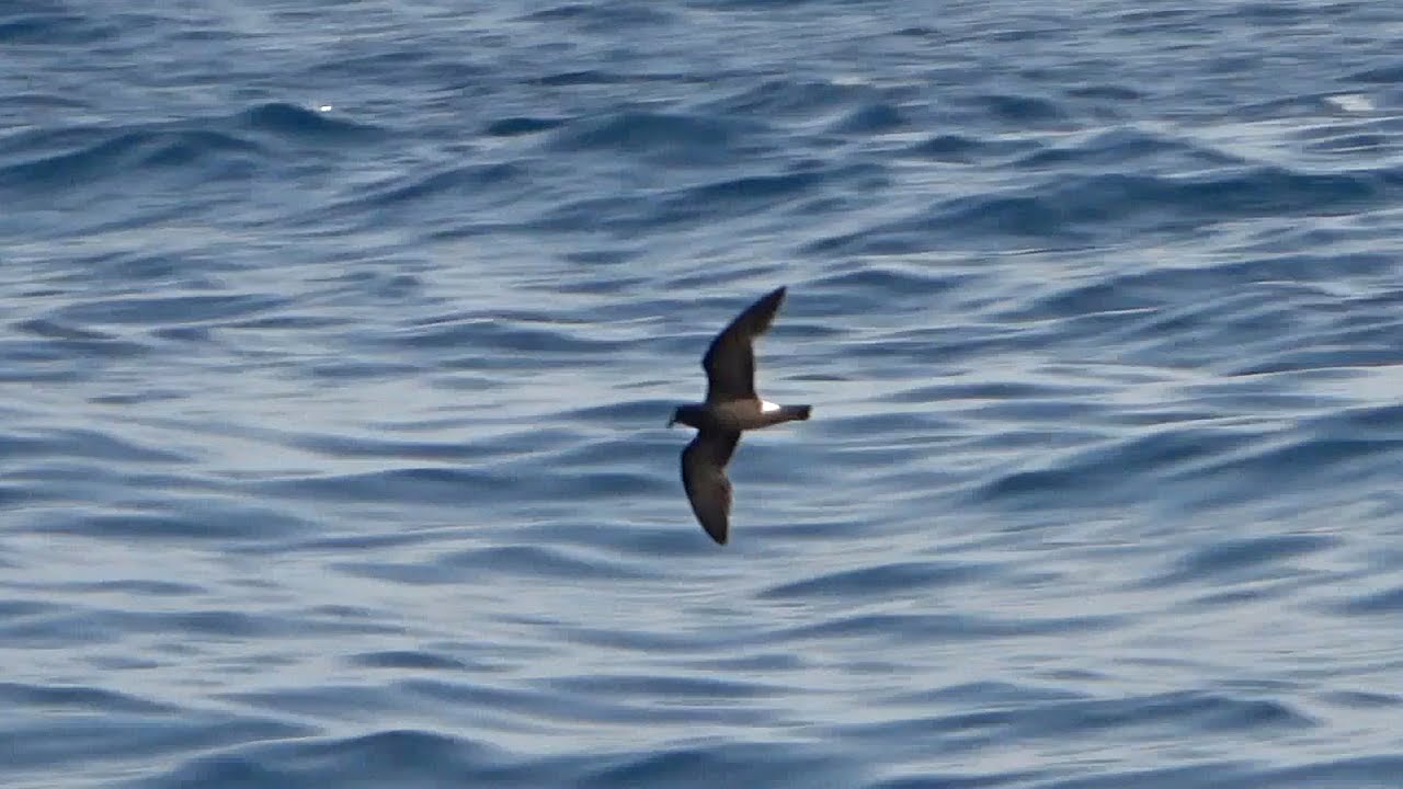 Sao Tome Storm-petrel, 22 June 2023, 12 km E Sao Tome