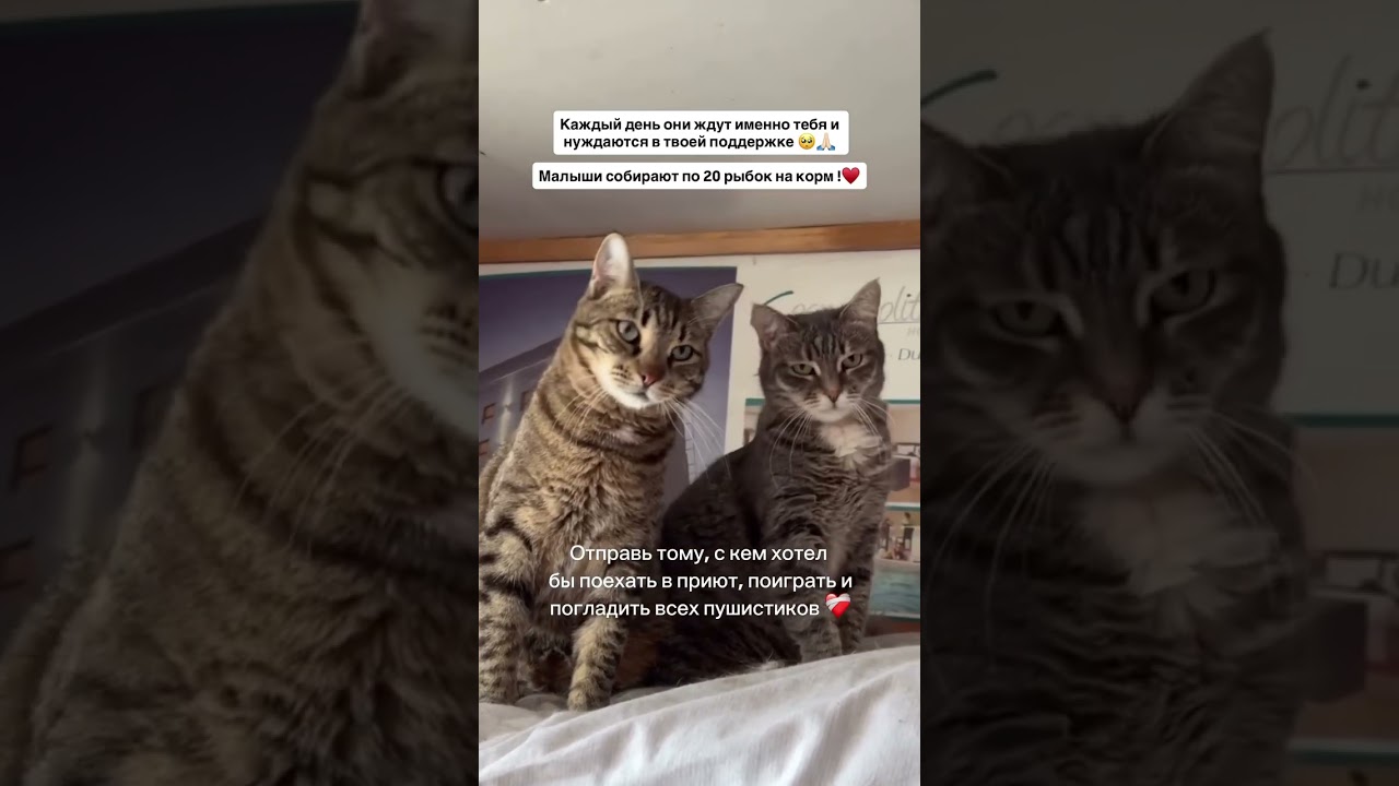 Помочь можно по карте: 2204 3206 3722 0825, OZON Банк🙏🏻Или по QR-коду по ссылке в шапке профиля‼️