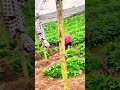 Farm life in china