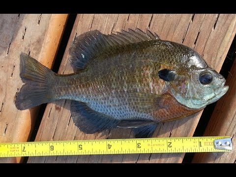 fishing planet north carolina blue gill fishing planet north carolina blue gill