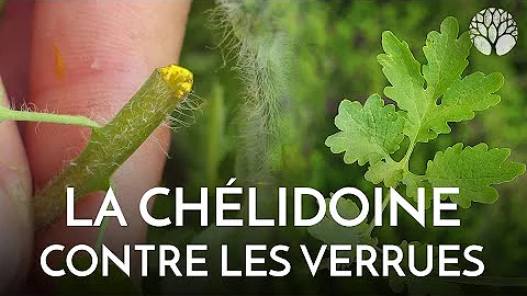 Comment utiliser la chélidoine sur une verrue ?