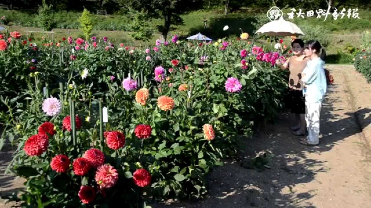 大輪の花々が見頃 秋田市雄和のダリア園 Youtube