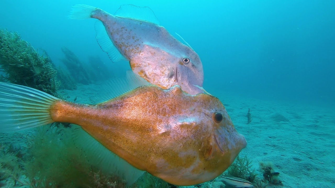 March 29, 2020 Florida Gulf Coast Diving YouTube