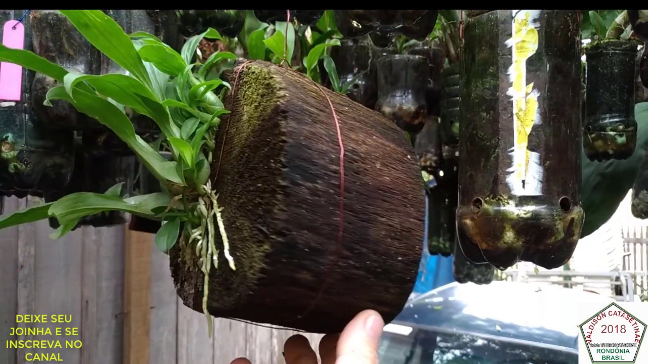 Catasetuns após 160 dias semeados (Orquídeas)