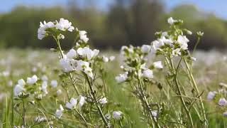 Flowers Swaying With The Wind - Free Stock Creative Commons Video