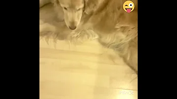 Tapita Mágica Maika 08 