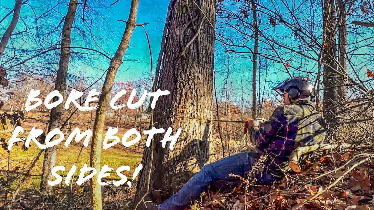 Thanksgiving Day Felling a Leaning Oak - YouTube