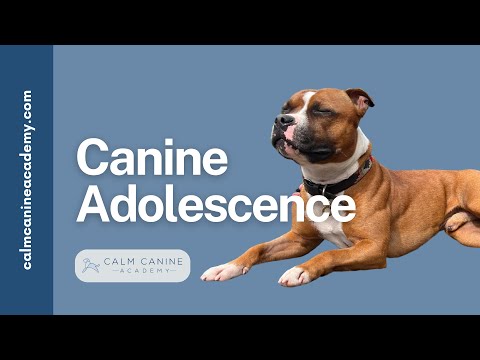 Surviving Canine Adolescence