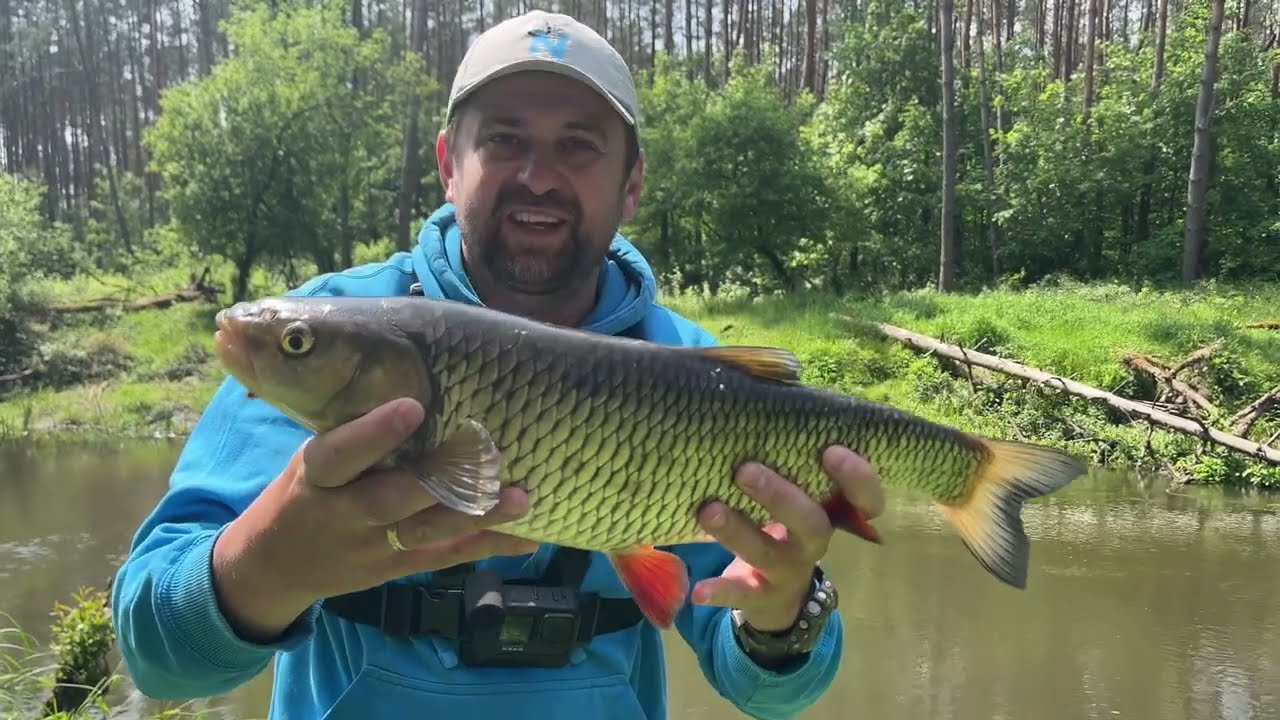 Grube klenie - mega rozpoczęcie sezonu