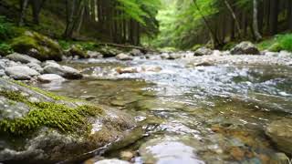 "No Talking, Just Pure Relaxation… 4K Forest River Sound