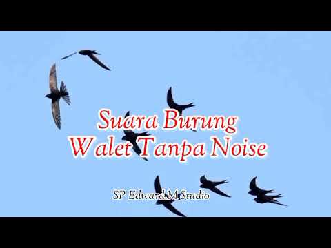 suara burung walet tanpa noise