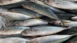 Linna Fish Identification -Round Scad Fish Identification