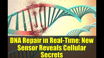 DNA Repair in Real-Time: New Sensor Reveals Cellular Secrets