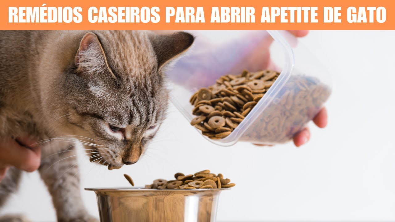Remédios caseiros para abrir apetite de gato - YouTube