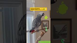Symon says: Dads got a problem🤢💨💨💨🤣Please Subscribe❤️#funnyparrot #talkingparrot #gas #poordad