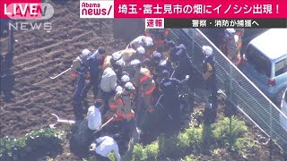 住宅街の畑にイノシシ・・・捕獲、その瞬間(19/12/04)