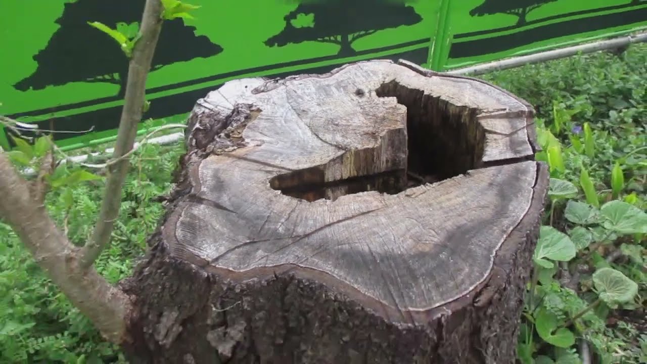 樫の木の切り株 樫の木の切り株 YouTube