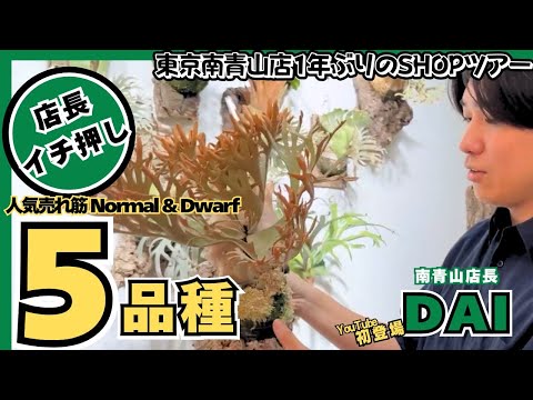 Picking up the latest best-selling ferns from the Minami Aoyama