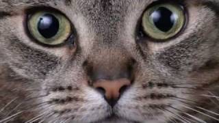pour les yeux des chats.avi