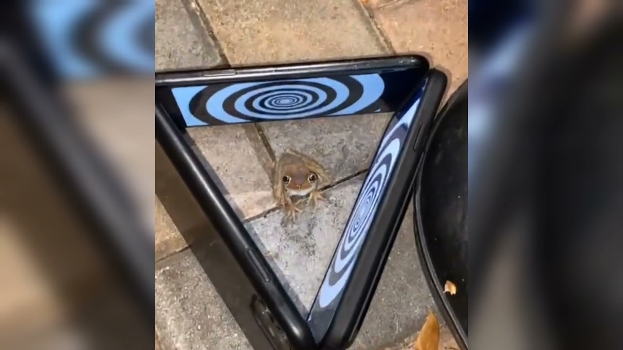 Frog Sheesh Gone Wrong