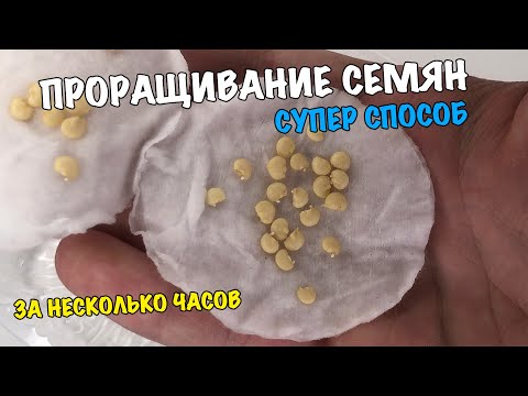 ШОК!! СЕМЕНА ПРОРАСТАЮТ