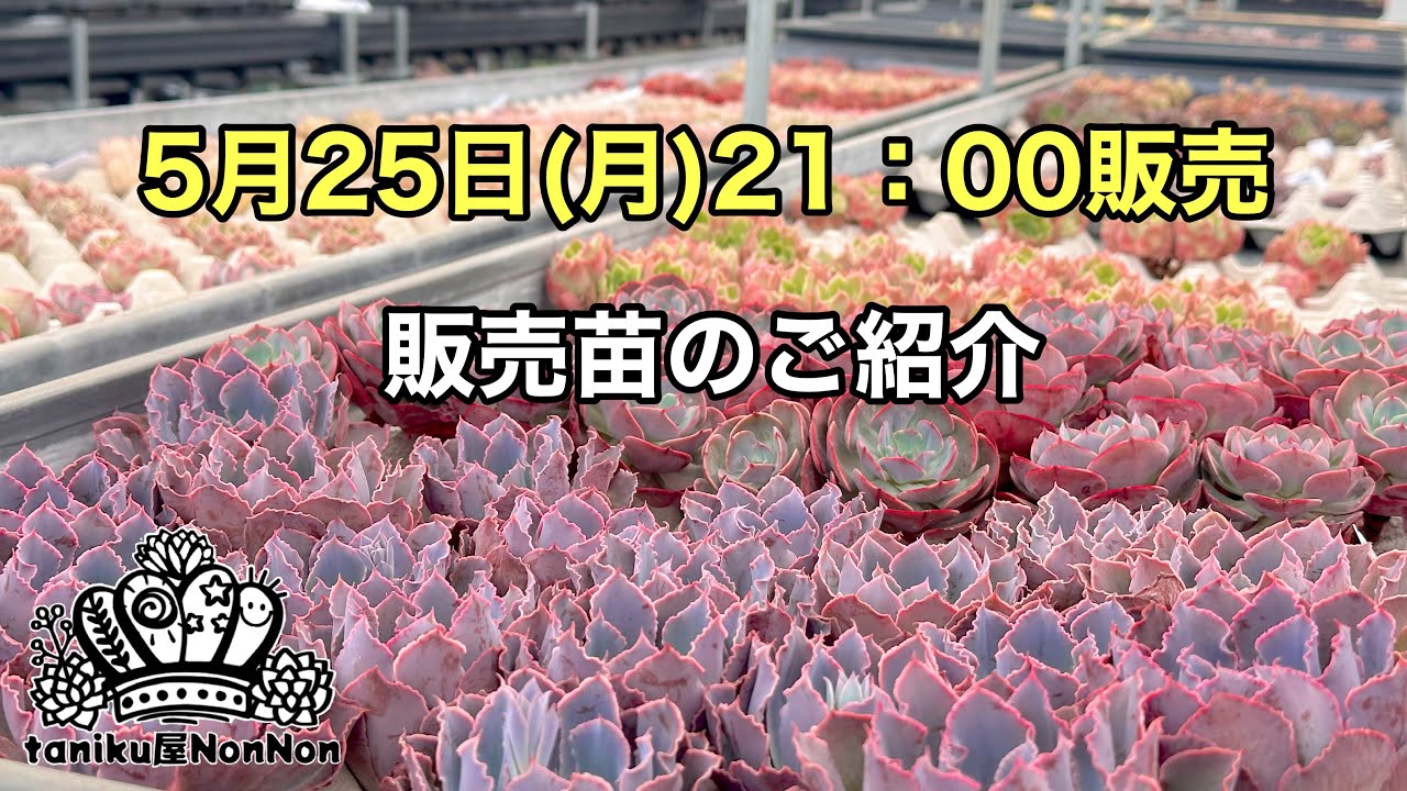 5月25日(月)21:00販売✨販売苗のご紹介✨