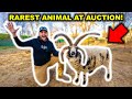 I Bought the RAREST Animal at the EXOTIC AUCTION!!! (Big Mistake?)