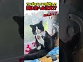 【笑劇】ツンデレニャンコが出した飼い主への注文!?　#猫 #ねこ #ニャンコ #猫動画 #かわいい #カワイイ #面白い #面白動画 #shorts #猫のいる暮らし