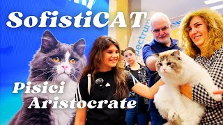 SofistiCAT - Pisici Aristocrate