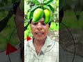 कच्चे आम को पकाना है #kachha #mango #aam #pakana #viral #shorts