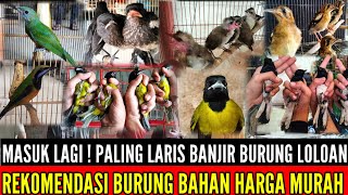 🔴 MASUK LAGI ! SPESIAL BURUNG REKOMENDASI FULL BURUNG MASTERAN,ANAKAN & GACORAN 0838-7553-6945