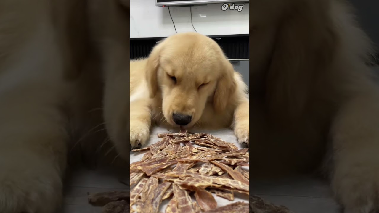 Snack-o-Rama: Watch as This Pup Goes on a Snack Frenzy! 