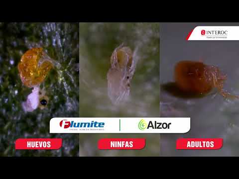 FLUMITE Y ALZOR INTEROC RSS